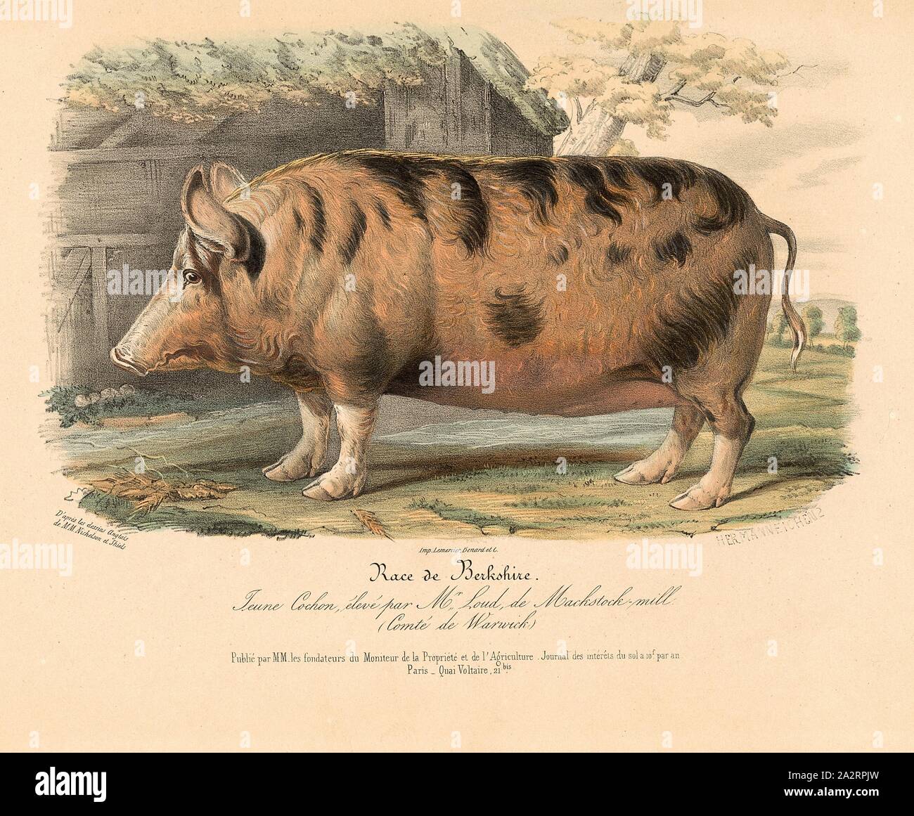 Berkshire razza. Di maiale giovane ..., Suini razza da Gran Bretagna, firmato: d'après les dessins Anglais de M.M. Nicholson et Shiels; Imp. Lemercier Benard et C, Hermann Eichens, Pl. 4, p. 30, Nicholson, Francesco (CANC.); Shiels, William (CANC.); Eichens, Hermann (lith.); Imprimerie Lemercier (imp.), 1846, David basso; Royer: Histoire Naturelle-agricole des animaux domestiques de l'Europe: gare de la Grande-Bretagne. Parigi: aux Bureaux du Moniteur de la propriété, et chez les principaux Libraires, 1846 Foto Stock