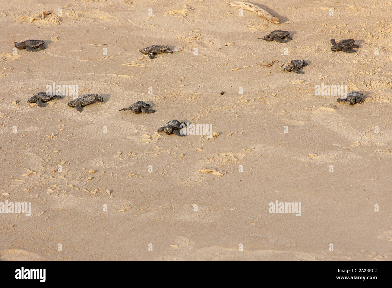 Caretta Hatchling SeaTurtle acceso al mare (Caretta caretta) Foto Stock