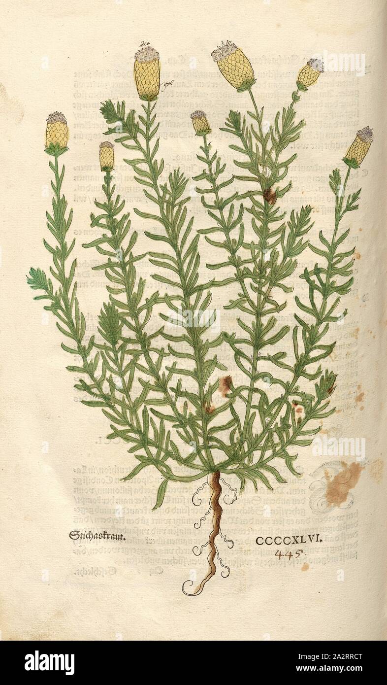 Stichkraut, Fig. 447, CCCCXLVI, Capitel CCCI-CCCXLVI., Leonhart Fuchs: Nuovo Kreuterbuch, in welchem nit allein die gantz histori, das ist, namen, gestalt, statt und zeit der wachsung [...] des meysten theyls der Kreuter così in Teutschen und andern Landen wachsen, [...] beschriben, sonder auch aller derselben wurtzel, stengel, [...] abgebildet und contrafayt ist. Baselli: Isingrin 1563 Foto Stock