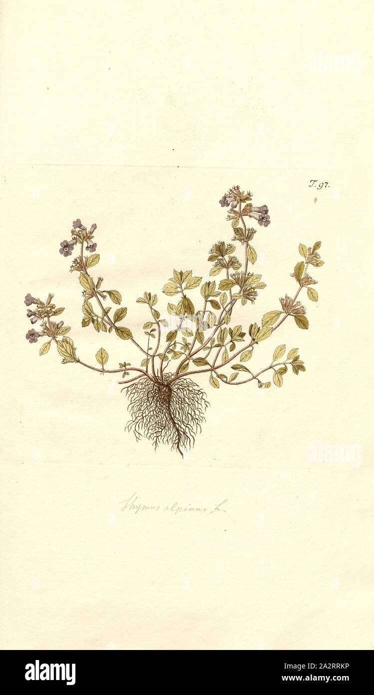 Timo Alpinus, illustrazione di un edificio del xviii secolo Alpenthian, m. 97, dopo p. 61, 1773, Nikolaus Joseph Jacquin: Florae austriacae sive plantarum selectarum in Austriae archiducatu sponte crescentium icones [...]. Viennae: typis Leopoldi Joannis Kaliwoda, 1773 Foto Stock