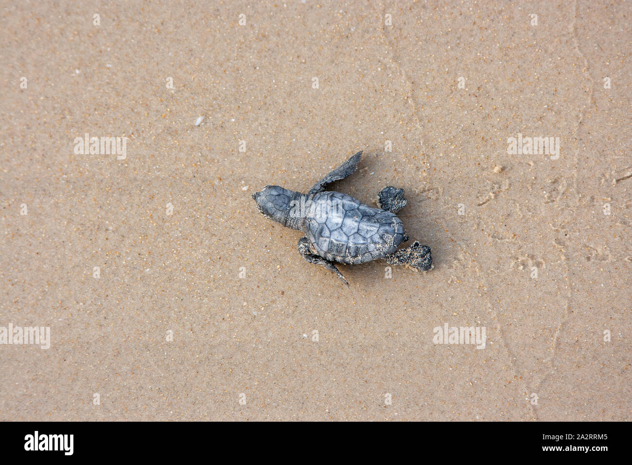 Caretta Hatchling SeaTurtle acceso al mare (Caretta caretta) Foto Stock
