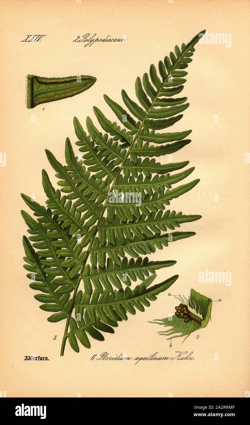 Adlerfarn, Pteridium aquilinum Kuhn - Bracken, Famiglia: 2. Polypodiaceae - maculato famiglia fungo, pl. 6, dopo p. 18 (vol. 1), 1886, Otto Wilhelm Thomé: prof. Il dott. Thomé la Flora von Deutschland Österreich und der Schweiz in Wort und Bild. Gera-Untermhaus: Verlag von Fr. Eugen Köhler, [1886 Foto Stock