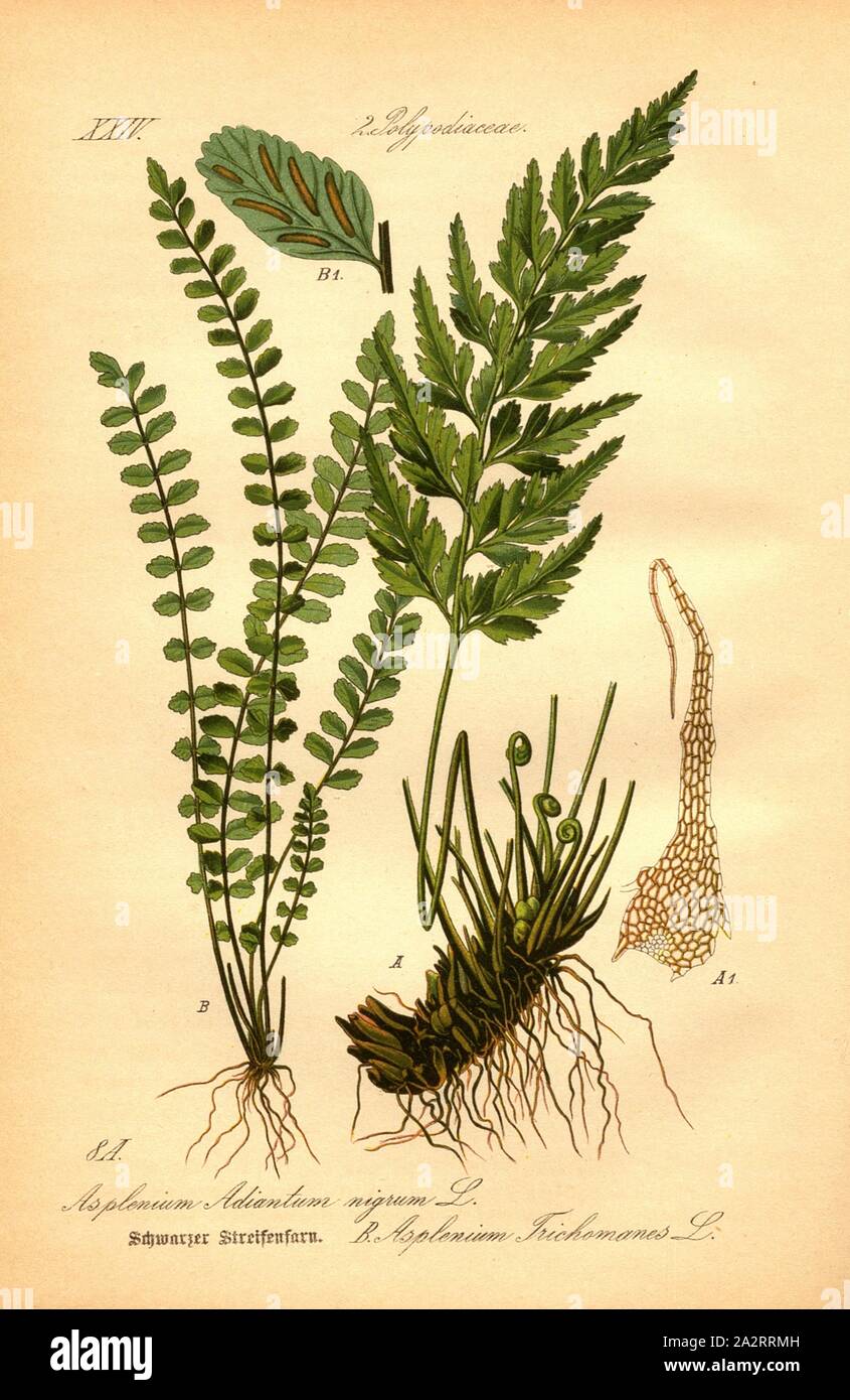 Rigato nero felce, un: Asplenium adiantum nigrum L. - Nero-sgambate frond, B: Asplenium trichomanes L. - marrone-striate fringe, Famiglia: 2. Polypodiaceae - maculato famiglia fungo, pl. 8, dopo p. 26 (Vol. 1), 1886, Otto Wilhelm Thomé: prof. Il dott. Thomé la Flora von Deutschland Österreich und der Schweiz in Wort und Bild. Gera-Untermhaus: Verlag von Fr. Eugen Köhler, [1886 Foto Stock