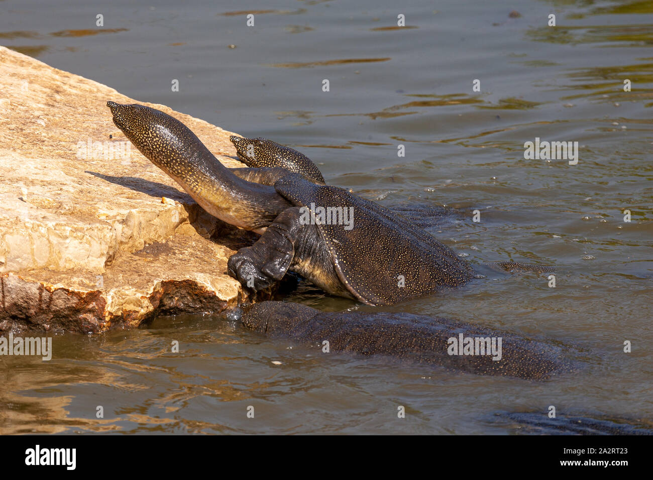 African softshell turtle (Trionyx triunguis) צב רך מצוי Foto Stock