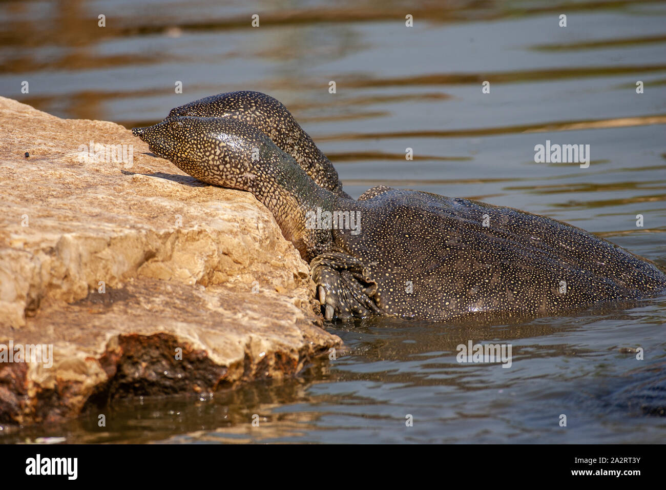 African softshell turtle (Trionyx triunguis) צב רך מצוי Foto Stock