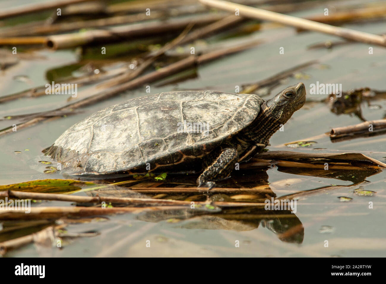 Western Caspian tartaruga (Mauremys rivulata) Foto Stock