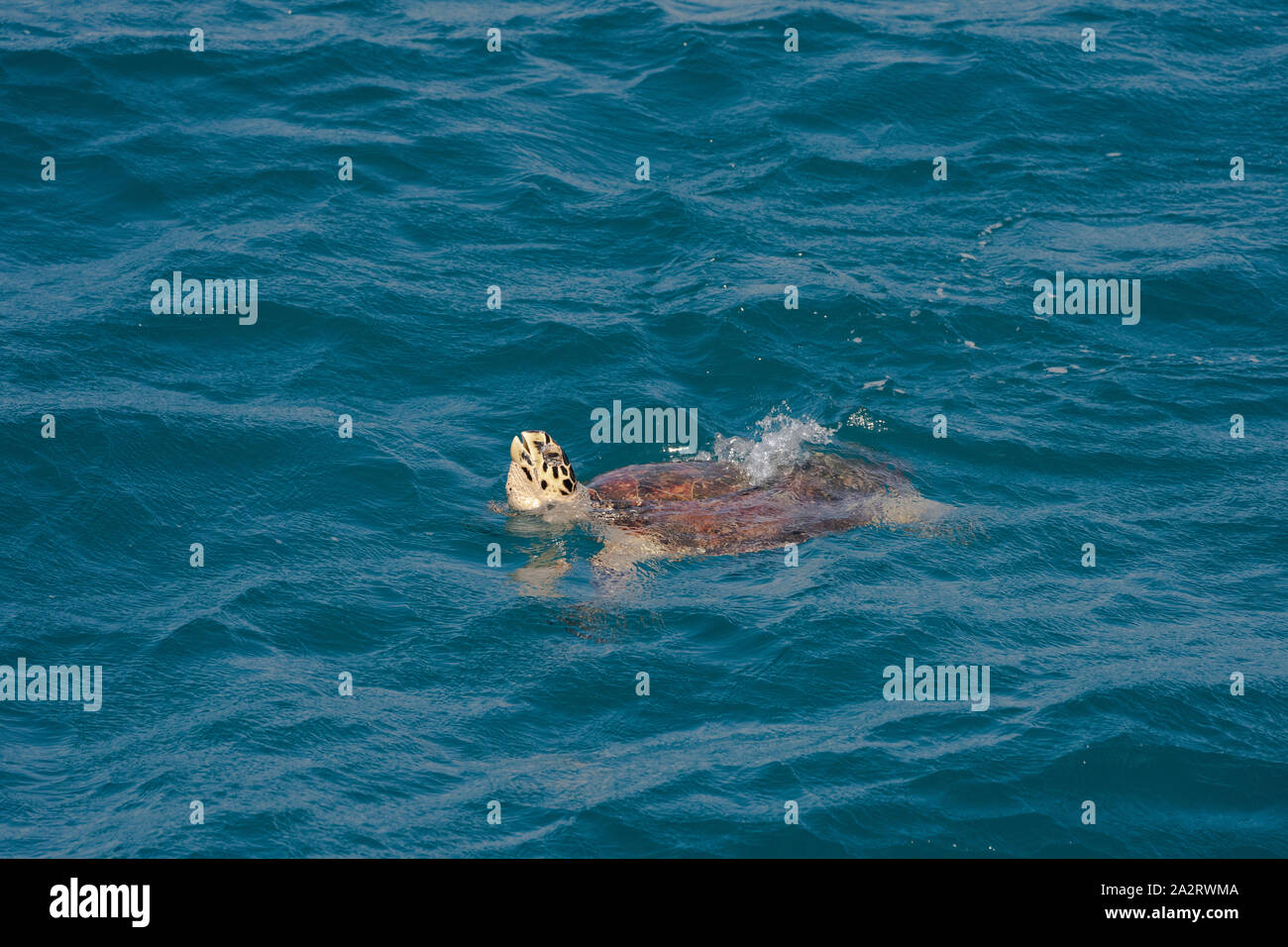 Tartaruga Caretta caretta Foto Stock