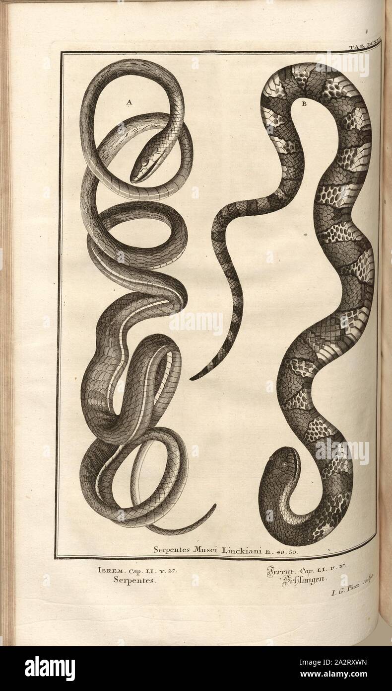 Serpentes, parallelo Titolo: serpenti, firmato: J. G. Pintz sculps, incisione su rame, piastra DCXXX, Füssli, Johann Melchior; Pinz, Johann Georg (sculps.), 1731, Johann Jakob Scheuchzer: Kupfer-Bibel (...). Augspurg und Ulm: gedruckt bey Christian Ulrich Wagner, 1731-1735 Foto Stock