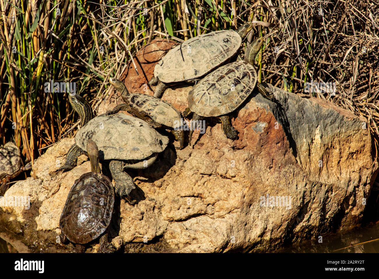 Western Caspian tartaruga (Mauremys rivulata) Foto Stock