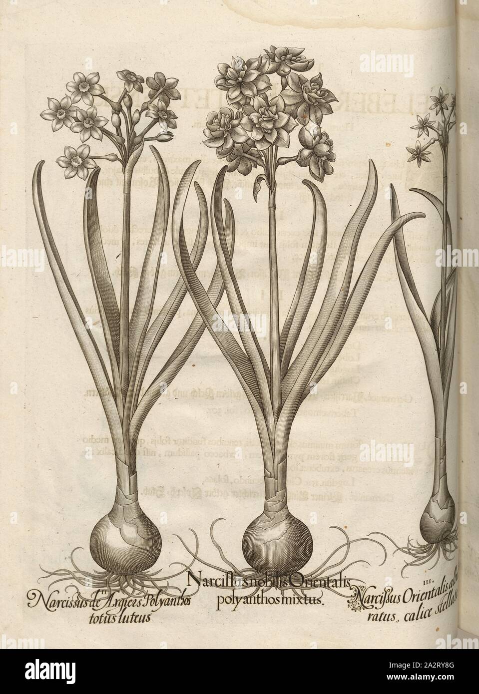 Narcissus ..., narcisi, calcografia, p. 142, Besler, Basilio; Jungermann, Ludwig, 1713, basilio Besler: Hortus Eystettensis (...). Nürnberg, 1713 Foto Stock