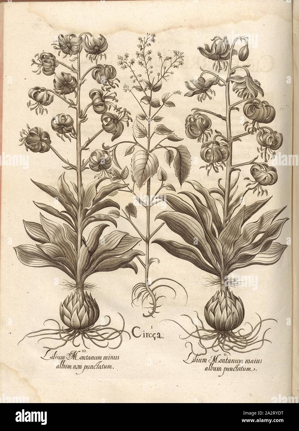 Il giglio della Montanus, meno il bianco non è chiazzato, Circeo, è maggiore il giglio di monte e bianco screziato, calcografia, gigli, p. 414, Besler, Basilio; Jungermann, Ludwig, 1713, basilio Besler: Hortus Eystettensis (...). Nürnberg, 1713 Foto Stock