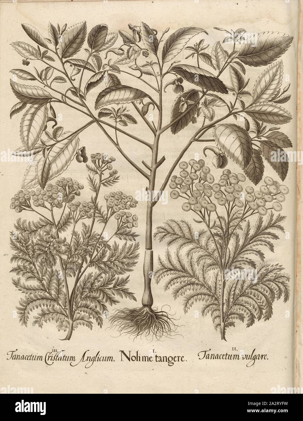 Artemisia Cristatum inglese, "sto TANSY, usura fiore, calcografia, S. 458, Besler, Basilio; Jungermann, Ludwig, 1713, basilio Besler: Hortus Eystettensis (...). Nürnberg, 1713 Foto Stock