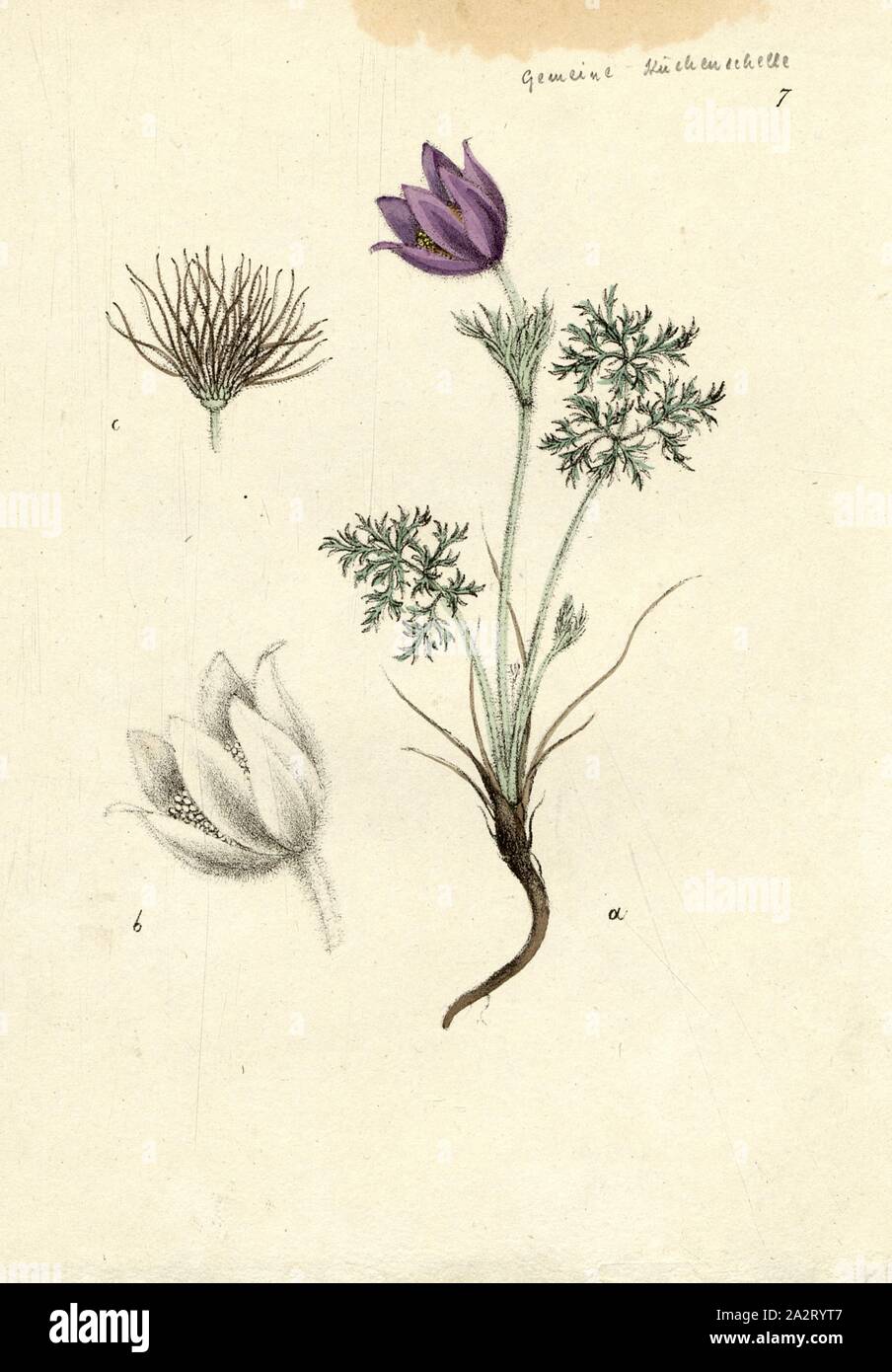 Anemone Pulsatilla L., comune "pasque, Fig. 7, dopo p. 84, Labram, Jonas David (gezeichnet);, Brodtmann, C. J (lith.), Johannes Hegetschweiler, Jonas David Labram, C. J Brodtmann: Die Giftpflanzen der Schweiz. Zurigo: Verlag von Albert Unflad; bei Johannes Esslinger, Praeceptor, [18 Foto Stock