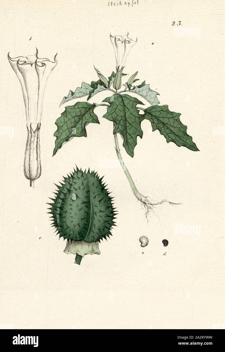 Datura stramonium L., comune datura, thorn apple, fichidindia, ecc, Fig. 23 Dopo p. 84, Labram, Jonas David (gezeichnet);, Brodtmann, C. J (lith.), Johannes Hegetschweiler, Jonas David Labram, C. J Brodtmann: Die Giftpflanzen der Schweiz. Zurigo: Verlag von Albert Unflad; bei Johannes Esslinger, Praeceptor, [18 Foto Stock