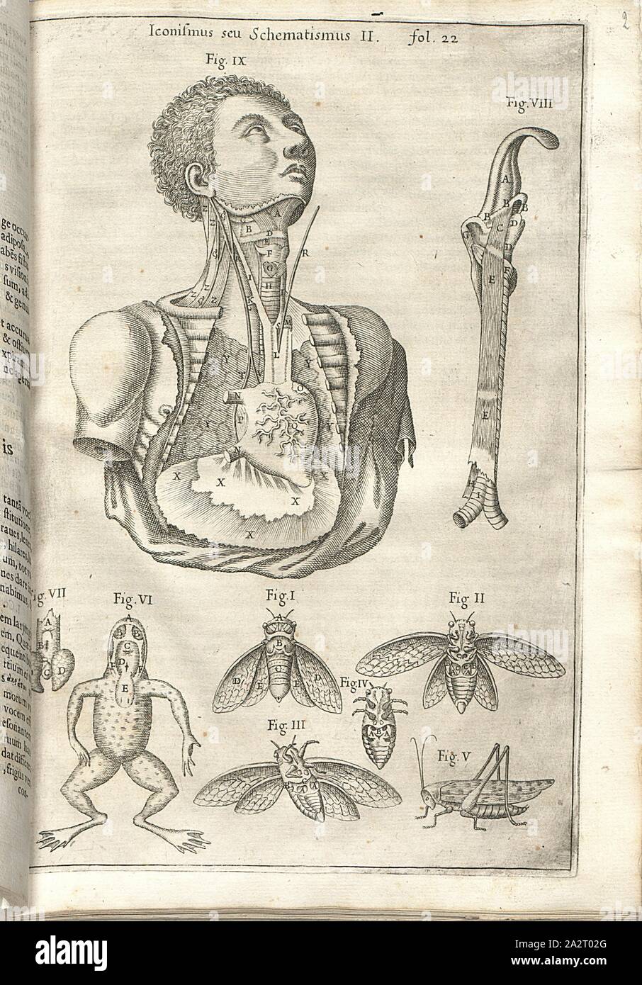 Apparato vocale, illustrazione alla anatomia dell'apparato vocale di varie specie e gli esseri umani a partire dal XVII secolo, unsigned;, la piastra 2, dopo p. 22, 1650, Athanasius Kircher: [...] Musurgia universalis, sive Ars magna consoni et dissoni in X libros digesta: qua uniuersa sonorum doctrina, & philosophia, musicaeque tam theoricae, quam practicae scientia, summa varietate traditur [...]. Romae : ex Typographia haeredum Francisci Corbelleti, 1650 Foto Stock