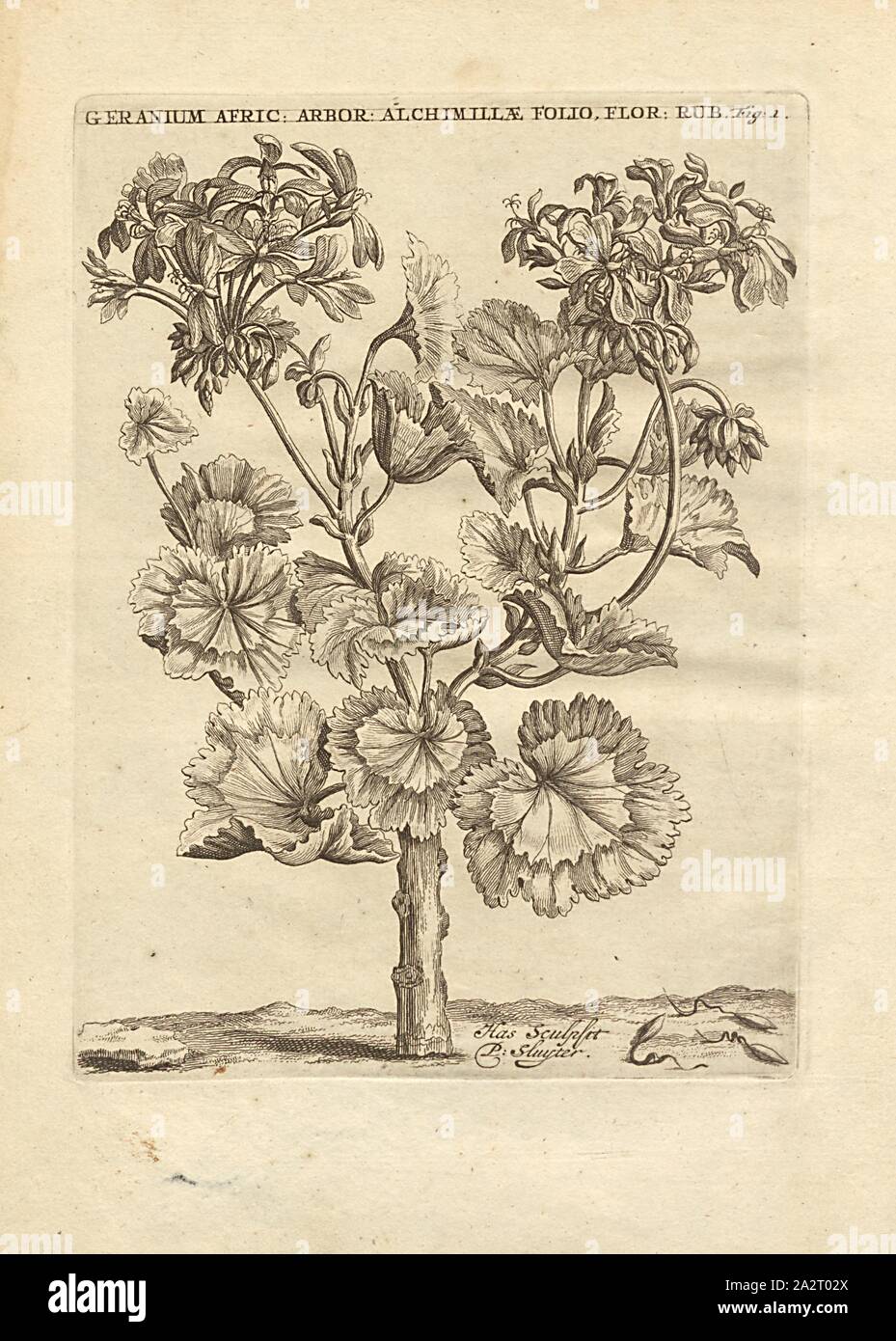 Africa arboreacens geranio, alchimilla hairy foglie, fiori, rosso, African stork becco, firmato: Ha sculpsit P. Sluyter, fig. 1, dopo p. 50, p. 66, Sluyter, P. (sc.), 1703, Caspari Commelin ... Praeludia botanica ad publicas plantarum exoticarum demonstrationes, dicta in horto medico ... il suo accedunt plantarum rariorum et exoticarum in praeludiis botanicis recensitarum, icones & descriptiones. Lugduni Batavorum : apud Fredericum Haringh, 1703 Foto Stock