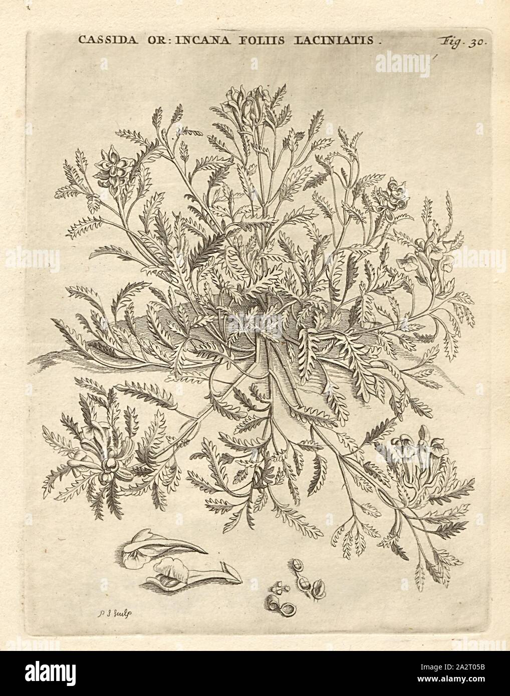 Oriente casco annoso lascia frange fiore giallo, Scutellaria orientalis L, firmato: P.S. (Sculp.), Fig. 30, dopo p. 30, p. 97, Sluyter, P. (sc.), 1706, Caspari Commelin ... Horti Medici ... plantae rariores et exoticae. Lugduni Batavorum : apud Federicum Haringh, 1706 Foto Stock