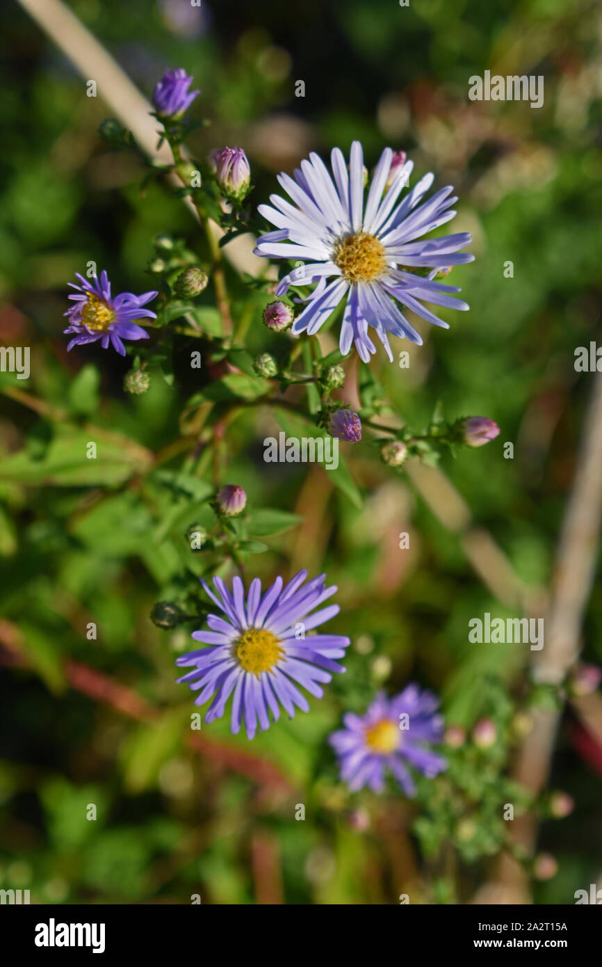 Wild blue aster fiori che crescono nel Parco Foto Stock
