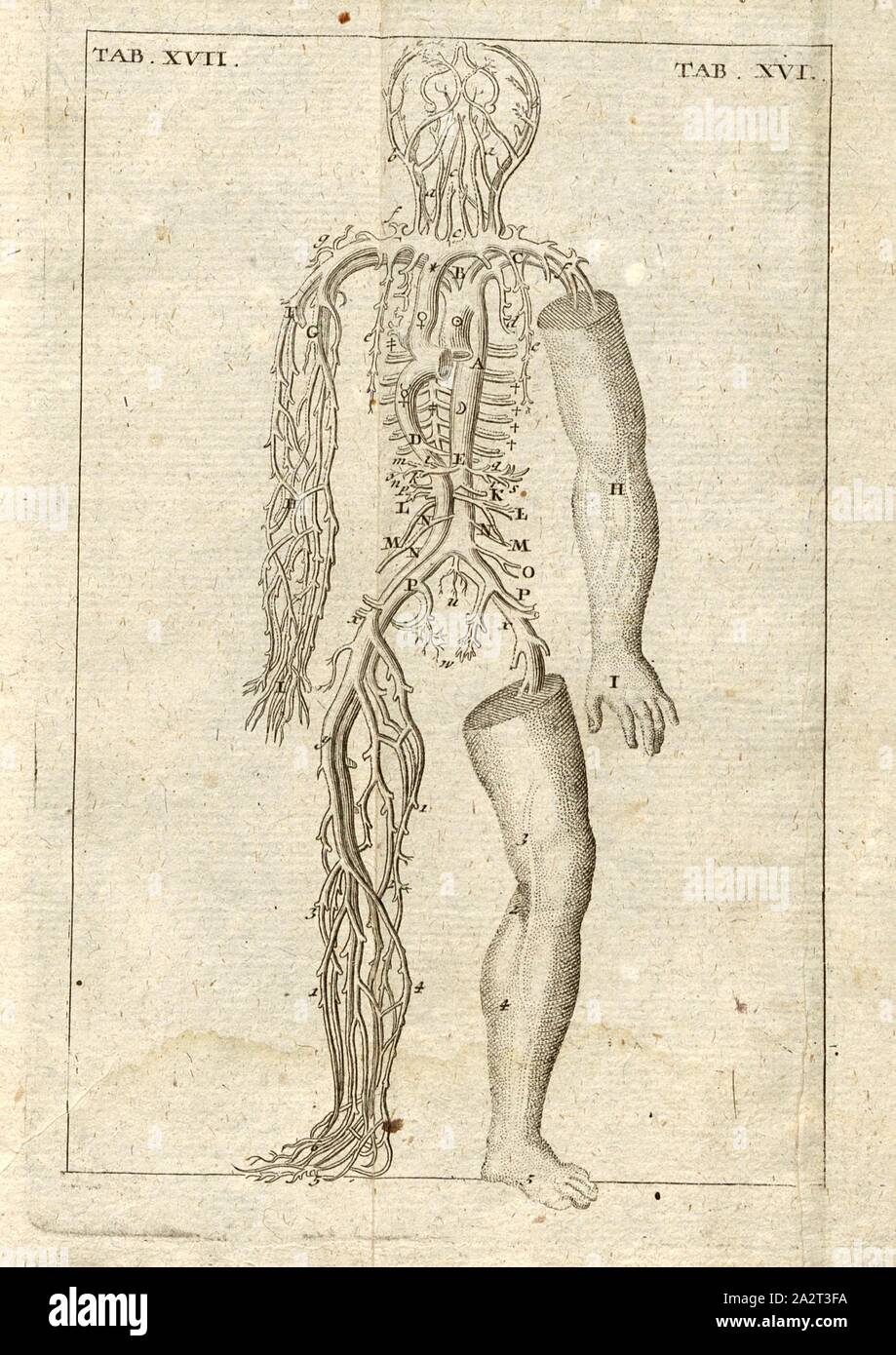 Dalla grande impulso e filo filo cavo, l'Anatomia dei vasi sanguigni, Tab. 16, 17, p. 247, Kulmus, Johann Adam, Johann Adam Kulmus: Anatomische Tabellen: darzu nebst Anmerkungen gehörigen [...]. Siebente verbesserte Ausgabe. Augusta: verlegts Elias Tobias Lotter, 1764 Foto Stock