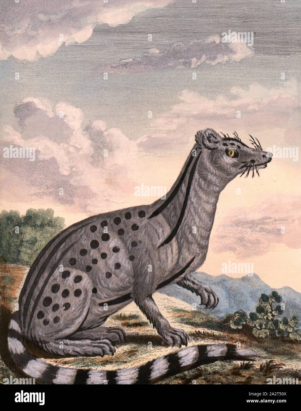 Il gufo di Malacca, un nero-grigio civet cat da Malacca (cadavere), firmato: P. pinx Sonnerat, Desmoulins sculp, Pl. 91, dopo p. 144 (Bd. 2), Sonnerat, Pierre M. (pinx.); Desmoulins (sculp.), 1782, Sonnerat, Pierre Foto Stock