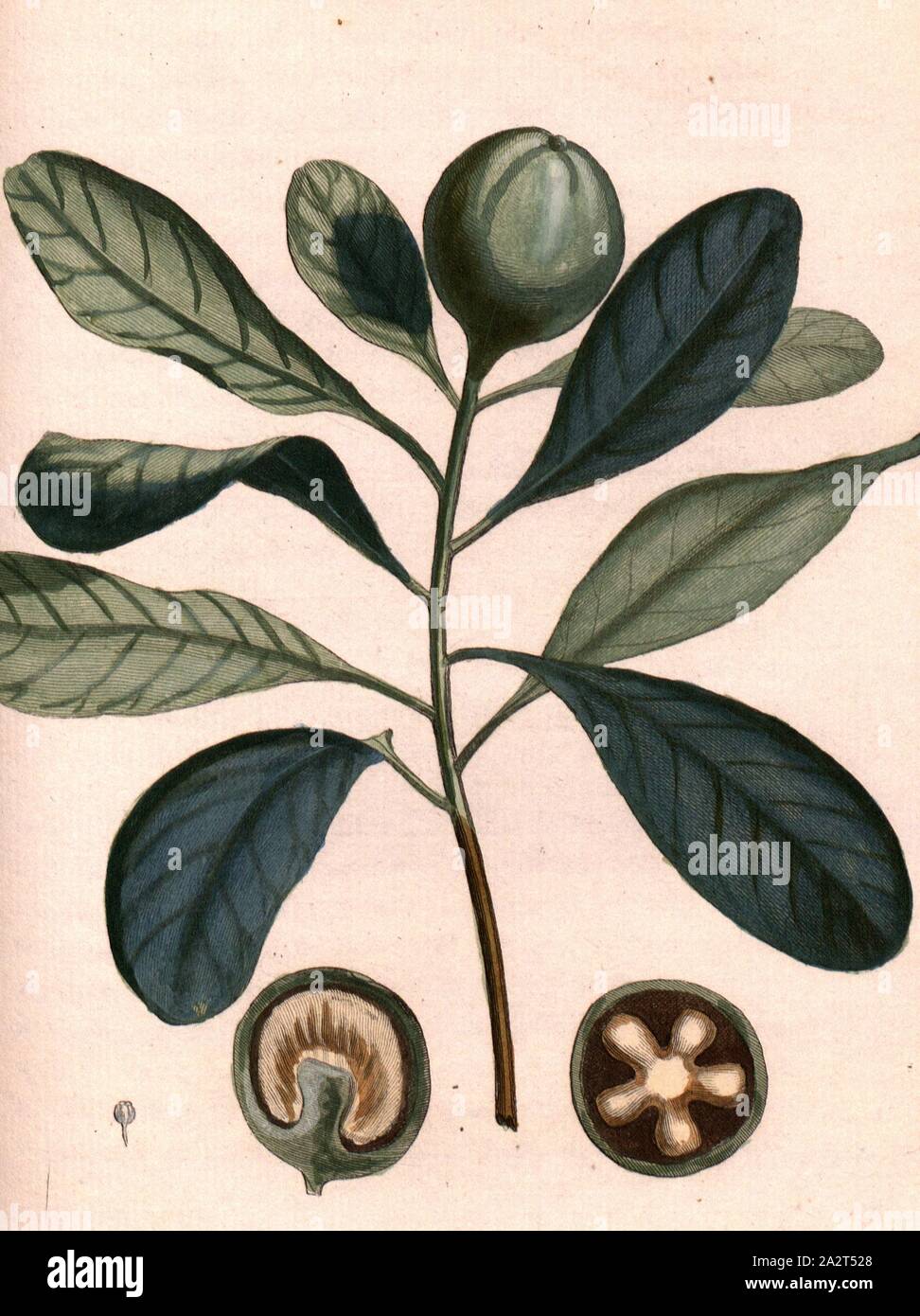 Ravensara, alloro pianta con frutti, firmato: P. pinx Sonnerat, Poisson sculp, Pl. 127, dopo p. 226 (Vol. 2), Sonnerat, Pierre M. (pinx.); Poisson, Jean-Baptiste Marie (sculp.), 1782, Sonnerat, Pierre Foto Stock