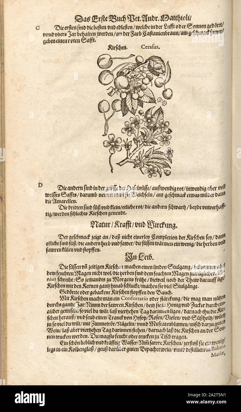 Cerasus, ciliegie, fol. 74v, 1590, Pietro Andrea Mattioli, Joachim Camerarius: Kreuterbuch desz hochgelehrten unnd weitberühmten Herrn D. Petri Andreae Matthioli. Franckfort am Mayn: [Feyrabendt], 1590 Foto Stock