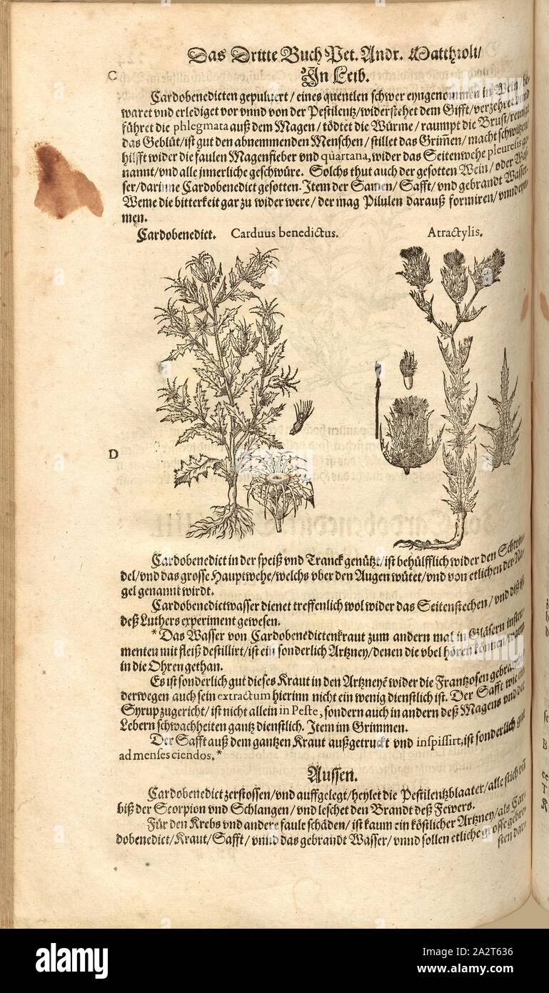 Beato thistle e Atractylis, Cardobenedict, FOL. 224v, 1590, Pietro Andrea Mattioli, Joachim Camerarius: Kreuterbuch desz hochgelehrten unnd weitberühmten Herrn D. Petri Andreae Matthioli. Franckfort am Mayn: [Feyrabendt], 1590 Foto Stock