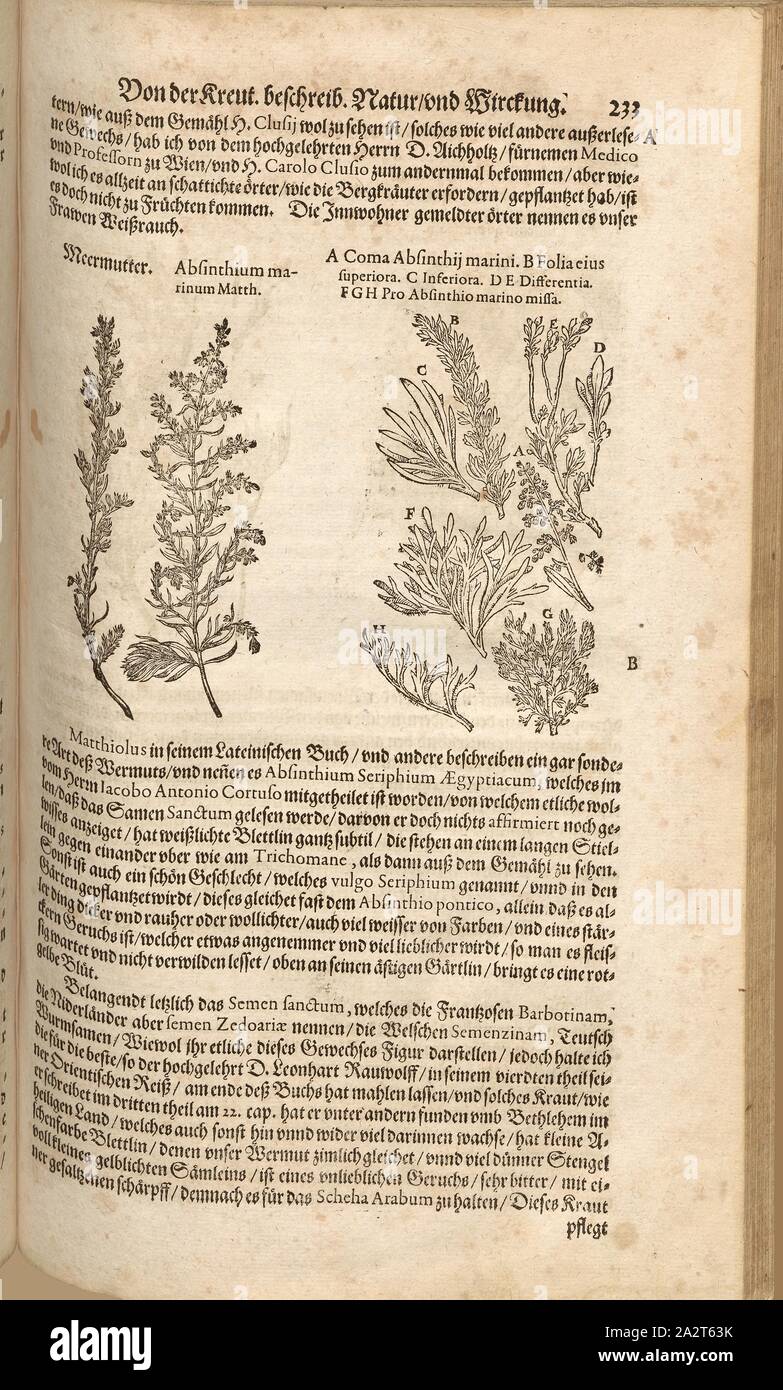 Matteo mare absinthe., Mermaid, FOL. 233r, 1590, Pietro Andrea Mattioli, Joachim Camerarius: Kreuterbuch desz hochgelehrten unnd weitberühmten Herrn D. Petri Andreae Matthioli. Franckfort am Mayn: [Feyrabendt], 1590 Foto Stock