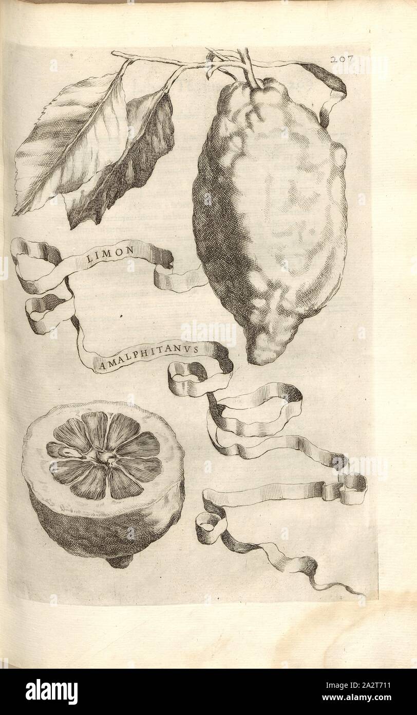 Limon Melfitnus, agrumi, Fig. 29, dopo p. 204, 1646, Giovanni Battista Ferrari: Esperidi sive de malorum aureorum cultura et usu libri quatuor. Romae : sumptibus Hermanni Scheus, 1646 Foto Stock