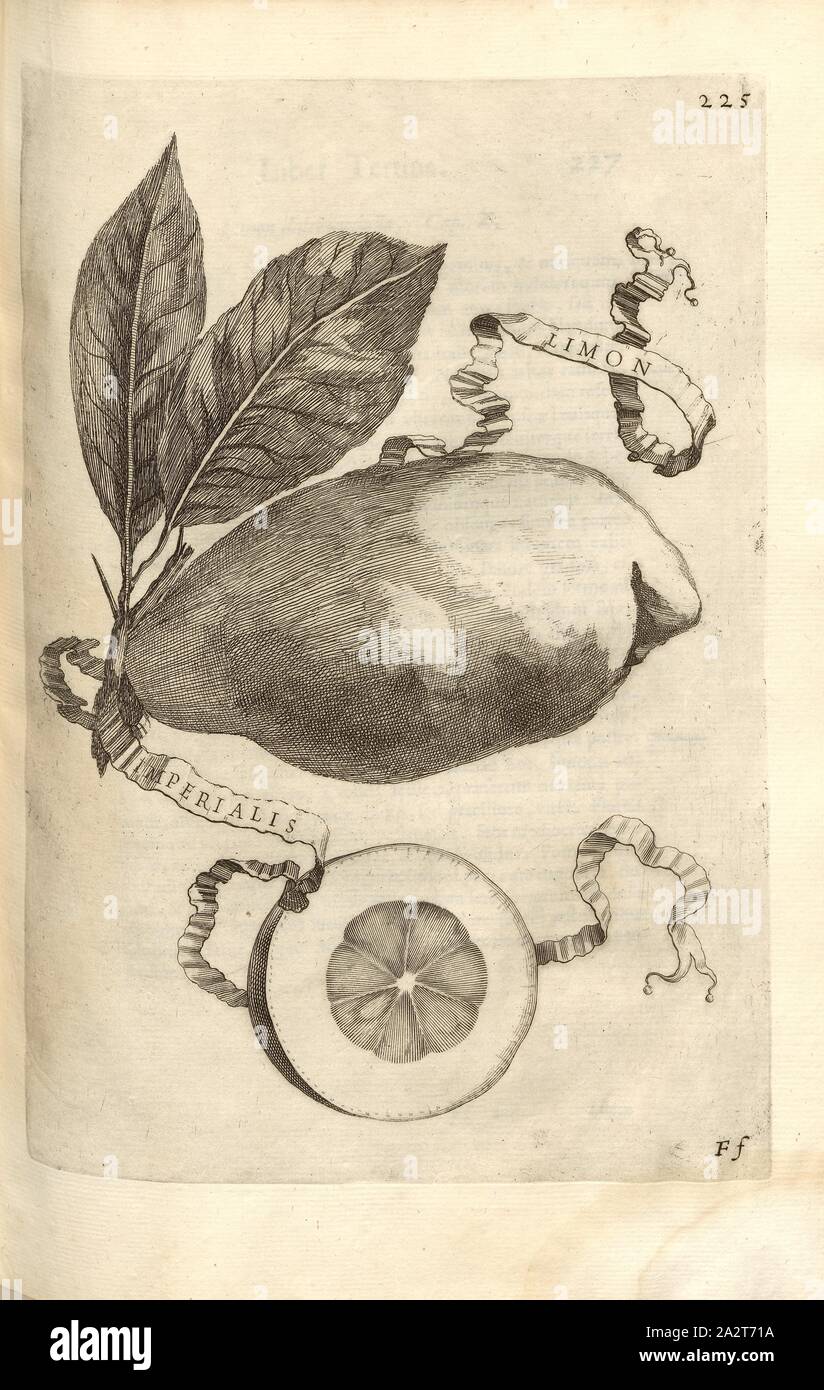 Limon imperialis, agrumi, Fig. 34, p. 221, 1646, Giovanni Battista Ferrari: Esperidi sive de malorum aureorum cultura et usu libri quatuor. Romae : sumptibus Hermanni Scheus, 1646 Foto Stock