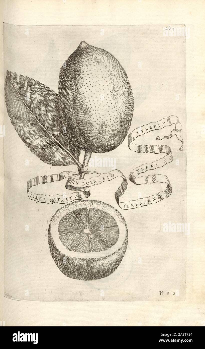 Limon cardunculus l'altro lato del Tevere nel monastero teresiano, agrumi, Fig. 54, p. 280, 1646, Giovanni Battista Ferrari: Esperidi sive de malorum aureorum cultura et usu libri quatuor. Romae : sumptibus Hermanni Scheus, 1646 Foto Stock