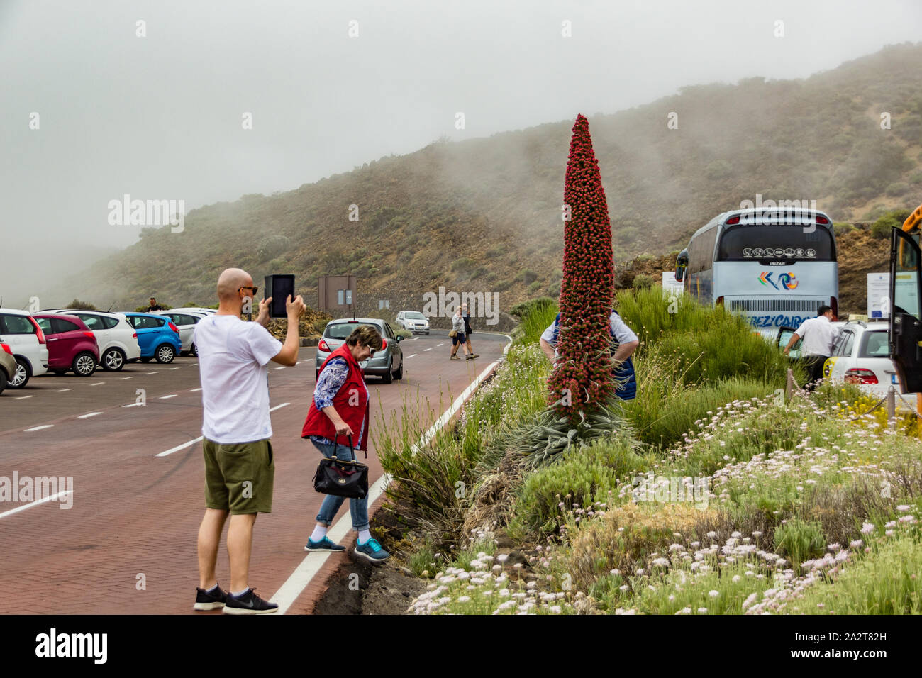 Parco Nazionale del Teide, Tenerife, Spagna - 11 Giugno 2015: un uomo fotografie amici contro un gigantesco fiore rosso - il simbolo naturale del parco Teide. Beautif Foto Stock