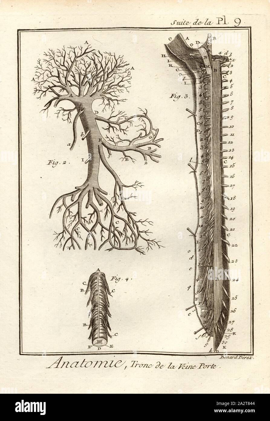 Anatomia, il tronco della vena porta, Portal vene, firmato: direx Benard, Suite de la Pl. 9, p. 48, Benard (dir.), 1778, Denis Diderot; M. D'Alembert: Encyclopédie ou dictionnaire raisonné des sciences des Arts et des métierss, des Arts et des métiers. Genève: chez Pellet, MDCCLXXVIII [1778 Foto Stock