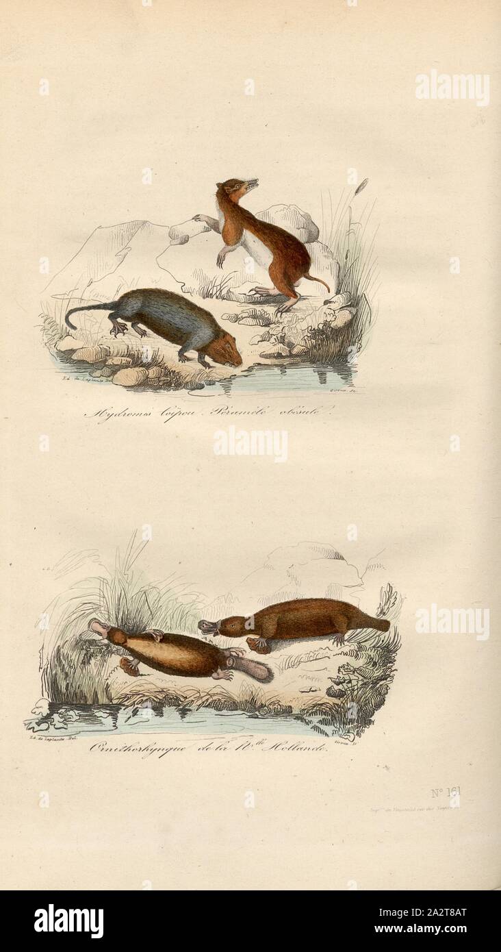 Hydromis Coipou, Peramele obesule e Ornithorhynch di M. Holland, Ornitorinchi, firmato: Ed., de Laplante ha del, Giroux sc, Fig. 15, n. 161, dopo p. 346, Laplante ha, Eduard de (CANC.); Giroux (sc.), 1855 Georges Louis Le Clerc de Buffon, Pierre Flourens: Oeuvres complètes de Buffon avec la nomenclatura Linnéenne et la classificazione de Cuvier. Tome 4. Parigi: Garnier frères, [1855 Foto Stock
