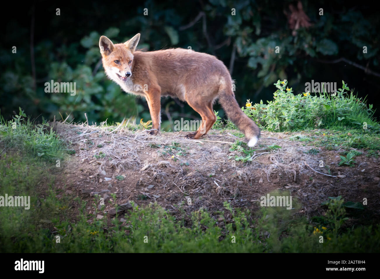 Fox in cerca di cibo Foto Stock