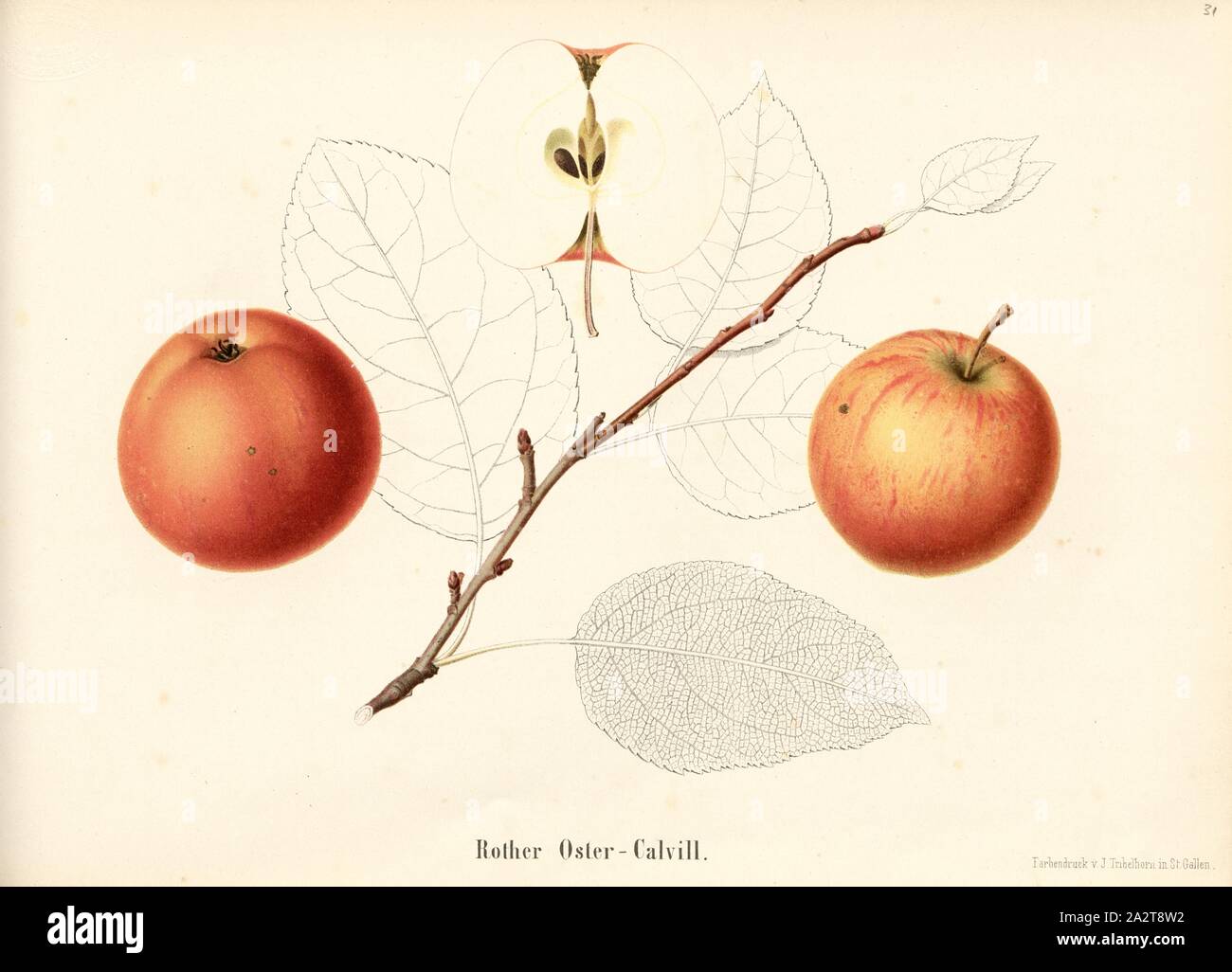 Rother Oster-Calvill, Svizzero di varietà di mele, firmato: stampa a colori da J. Tribelhorn, Fig. 30, Tribelhorn, J. (imp.), 1863, Schweizerisch. Landwirtschaftl. Verein (Hg.): Schweizerische Obstsorten. [S.l.]: Schweizerischer Landwirtschaftlicher Verein, [1863 Foto Stock