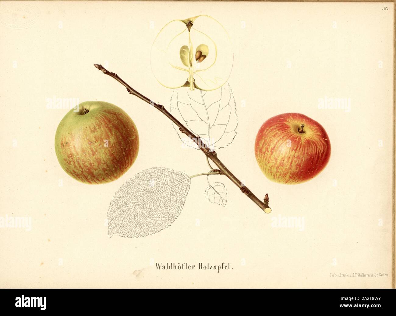 Waldhöfler Holzapfel, Svizzero di varietà di mele, firmato: stampa a colori da J. Tribelhorn, Fig. 48, Tribelhorn, J. (imp.), 1863, Schweizerisch. Landwirtschaftl. Verein (Hg.): Schweizerische Obstsorten. [S.l.]: Schweizerischer Landwirtschaftlicher Verein, [1863 Foto Stock