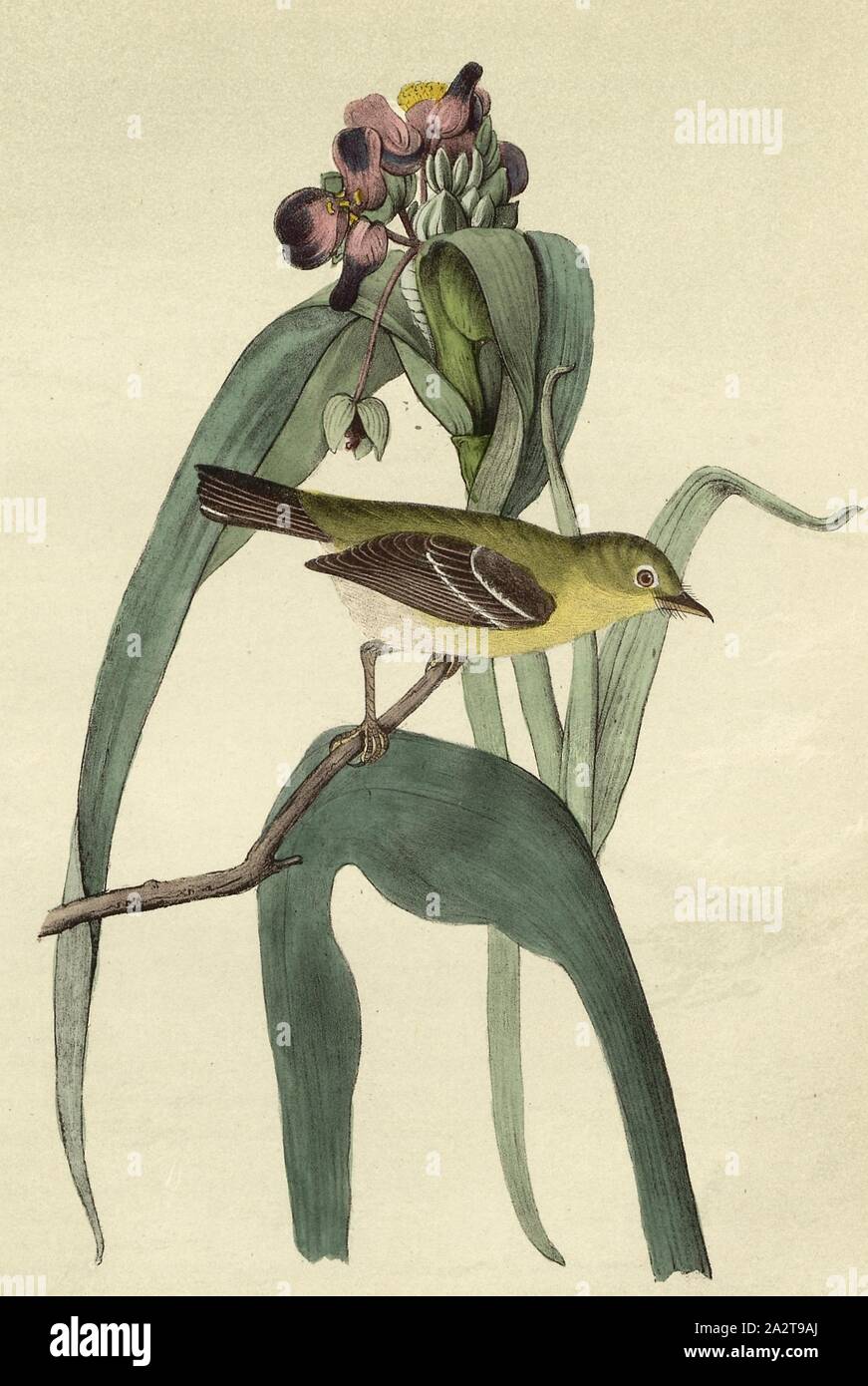 Piccolo capo-Flycatcher - Virginian Spider-wort, Tradescantia virginica, Flycatcher (Muscicapa minuta), tre master fiore o l'occhio di Dio, firmato: J.J. Audubon, J.T. Bowen, litografia, Pl. 67 (vol. 1), Audubon, Giovanni Giacomo (disegnato); Bowen, J. T. (lith.), 1856, John James Audubon: gli uccelli dell America: dai disegni fatti negli Stati Uniti e dei loro territori. New York: Audubon, 1856 Foto Stock