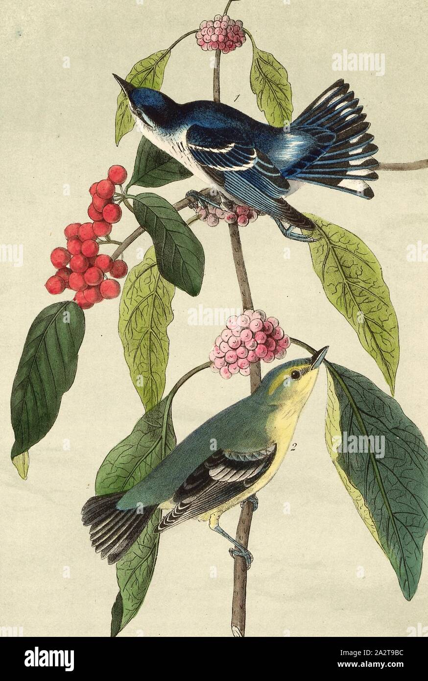 Caerulean Wood-Warbler - Bear-berry e spagnolo del gelso, trillo (Sylvicola coerulea), uva ursina, gelso, firmato: J.J. Audubon, J.T. Bowen, litografia, Pl. 86 (vol. 2), Audubon, Giovanni Giacomo (disegnato); Bowen, J. T. (lith.), 1856, John James Audubon: gli uccelli dell America: dai disegni fatti negli Stati Uniti e dei loro territori. New York: Audubon, 1856 Foto Stock