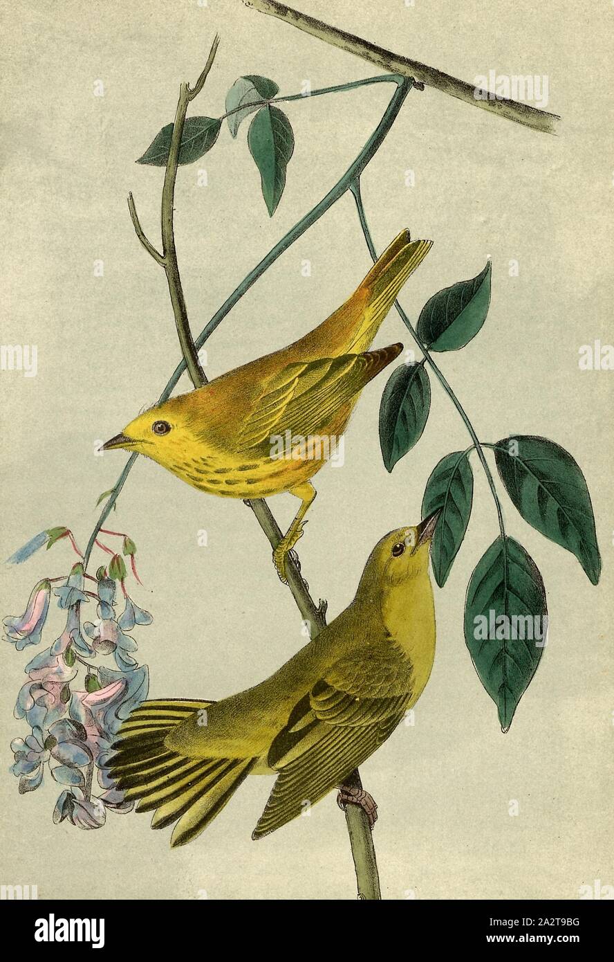 Giallo-Sondaggio Legno trillo, trillo (Sylvicola aestiva), firmato: J.J. Audubon, J.T. Bowen, litografia, Pl. 88 (vol. 2), Audubon, Giovanni Giacomo (disegnato); Bowen, J. T. (lith.), 1856, John James Audubon: gli uccelli dell America: dai disegni fatti negli Stati Uniti e dei loro territori. New York: Audubon, 1856 Foto Stock