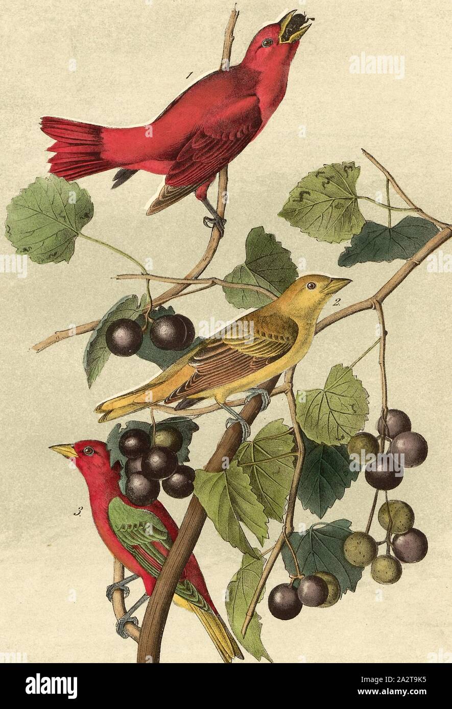 Estate rosso-bird - Wild moscato, Vitis rotundifolia, Mich, Sommertangar (Piranga rubra, Pyranga aestiva), Grapevine, firmato: J.J. Audubon, J.T. Bowen, litografia, pl. 208 (vol. 3), Audubon, Giovanni Giacomo (disegnato); Bowen, J. T. (lith.), 1856, John James Audubon: gli uccelli dell America: dai disegni fatti negli Stati Uniti e dei loro territori. New York: Audubon, 1856 Foto Stock