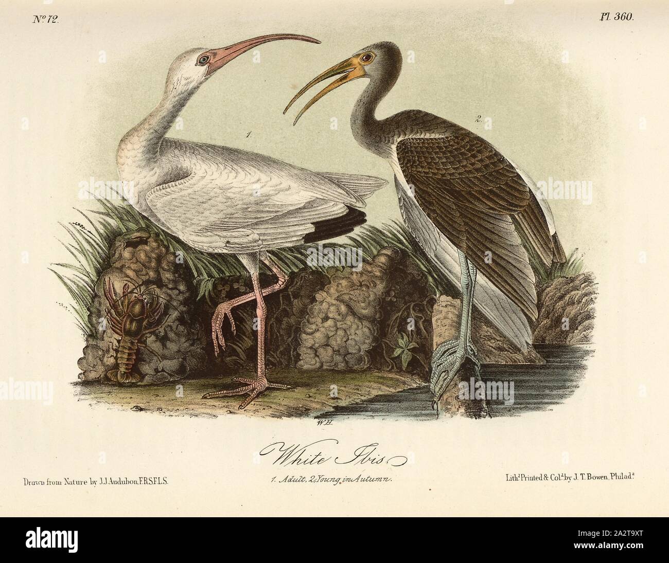 Ibis bianco, simbolo del fiocco di neve (Eudocimus albus, Ibis alba), firmato: J.J. Audubon, J.T. Bowen, litografia, Pl. 360 (vol. 6), Audubon, Giovanni Giacomo (disegnato); Bowen, J. T. (lith.), 1856, John James Audubon: gli uccelli dell America: dai disegni fatti negli Stati Uniti e dei loro territori. New York: Audubon, 1856 Foto Stock