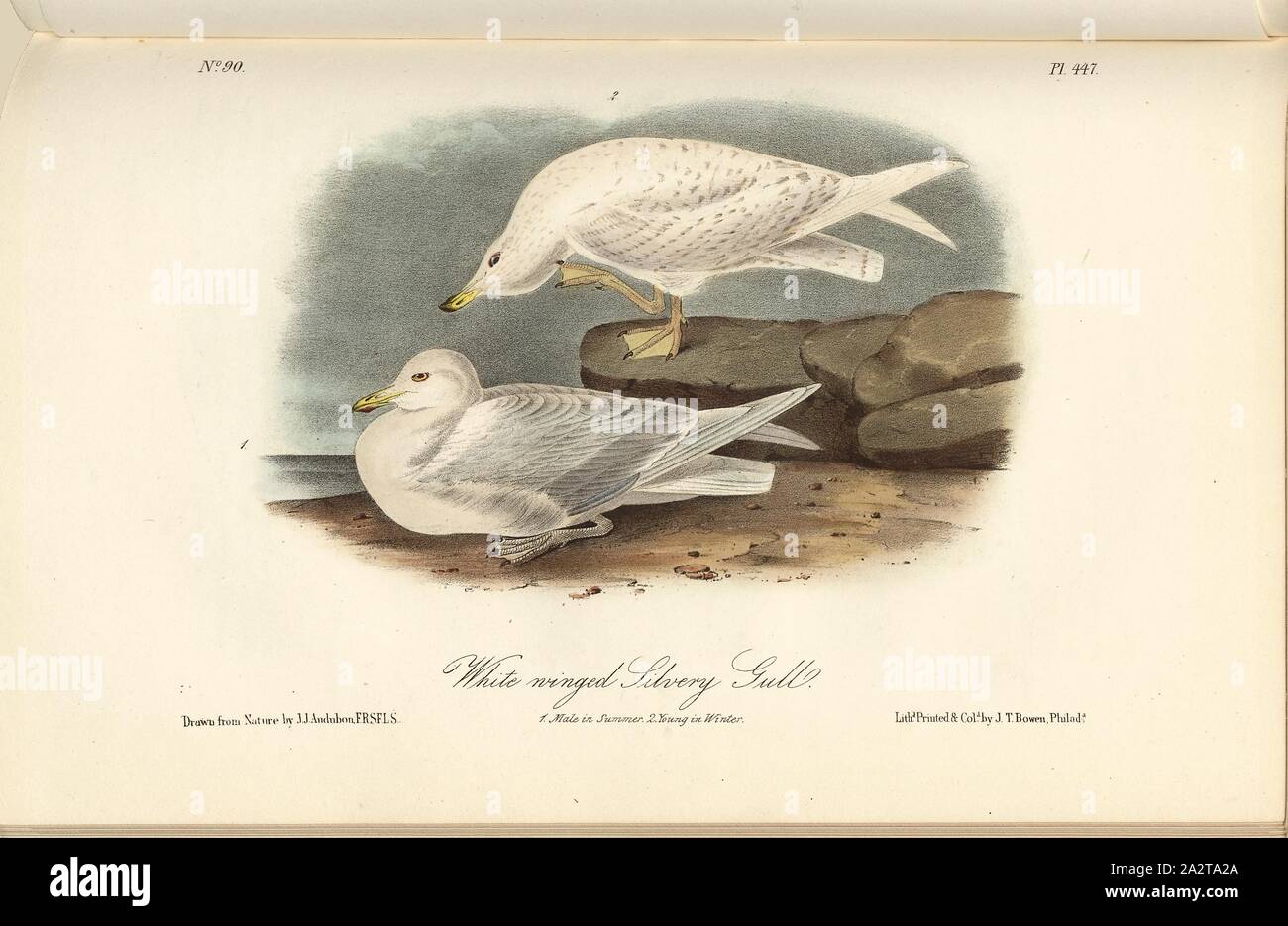 Bianco argenteo alato Gabbiano, Seagull (Larus leucopterus), firmato: J.J. Audubon, J.T. Bowen, litografia, Pl. 447 (vol. 7), Audubon, Giovanni Giacomo (disegnato); Bowen, J. T. (lith.), 1856, John James Audubon: gli uccelli dell America: dai disegni fatti negli Stati Uniti e dei loro territori. New York: Audubon, 1856 Foto Stock