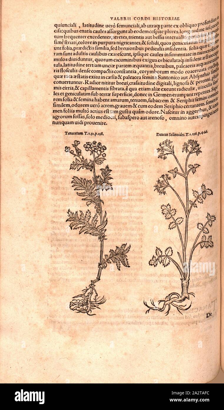 Tanacetum, Daucus Selinoides, illustrazione di una usura e fiore di una pianta chiamata Daucus Selinoides dal XVI secolo, Fig. 126, p. 154v, 1561, Valerius Cordus, Konrad Gessner, Benedictus Aretius, Pedanius Dioscoride: In hoc volumine continentur Valerii Cordi Simesusii annotationes in Pedacii Dioscoridis Anazarbei de medica materia libros V. [...]. Argentorati: excudebat Josias Rihelius 1561 Foto Stock