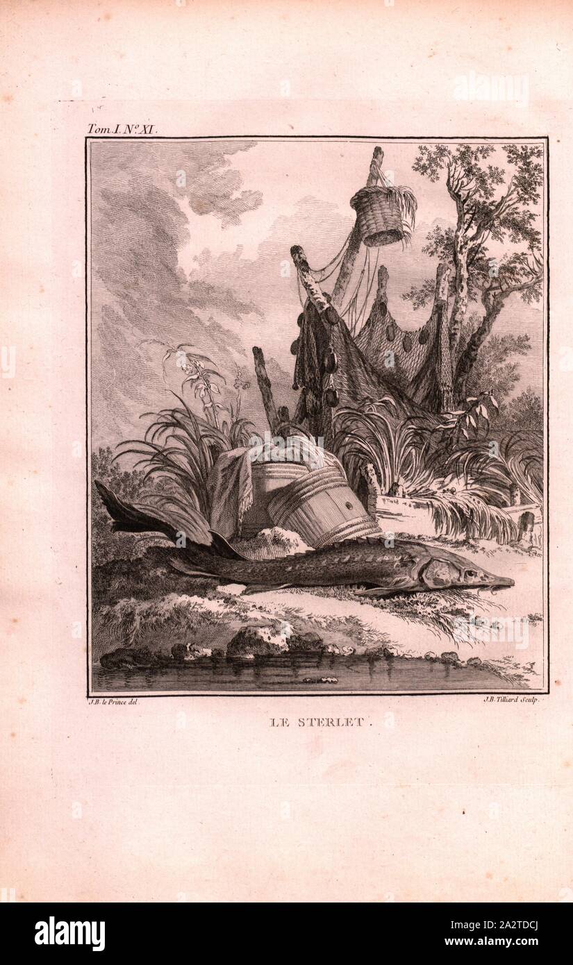 Le Sterlet, un sterlet sulla terra (Acipenser ruthenus, storione), sullo sfondo delle reti da pesca, firmato: J. B. le Prince (CANC.), J. B. Tilliard (sculp.), incisione su rame, n. XI, dopo p. 200 (vol. 1), Le Prince, Jean-Baptiste ; Tilliard, Jean-Baptiste, 1768, Jean Chappe d'Auteroche: Voyage en Sibérie fait par ordre du Roy en 1761: contenant les moeurs, les usi des Russes, et l'Etat attuale de cette potenze. Parigi: Chez Debure, 1768 Foto Stock