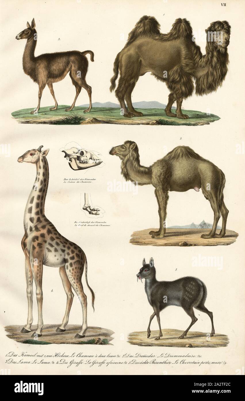 Mammiferi: cammelli, giraffe, cervi muschiati, 1. Il cammello con due gobbe, 2. Il Drommedar, 3. La llama, 4. La giraffa, 5. Il male di topo muschiato, piastra VII, Heinrich Rudolf Schinz: Abbildungen aus der Naturgeschichte. Zurigo: bei Friedrich Schulthess, [1824 Foto Stock
