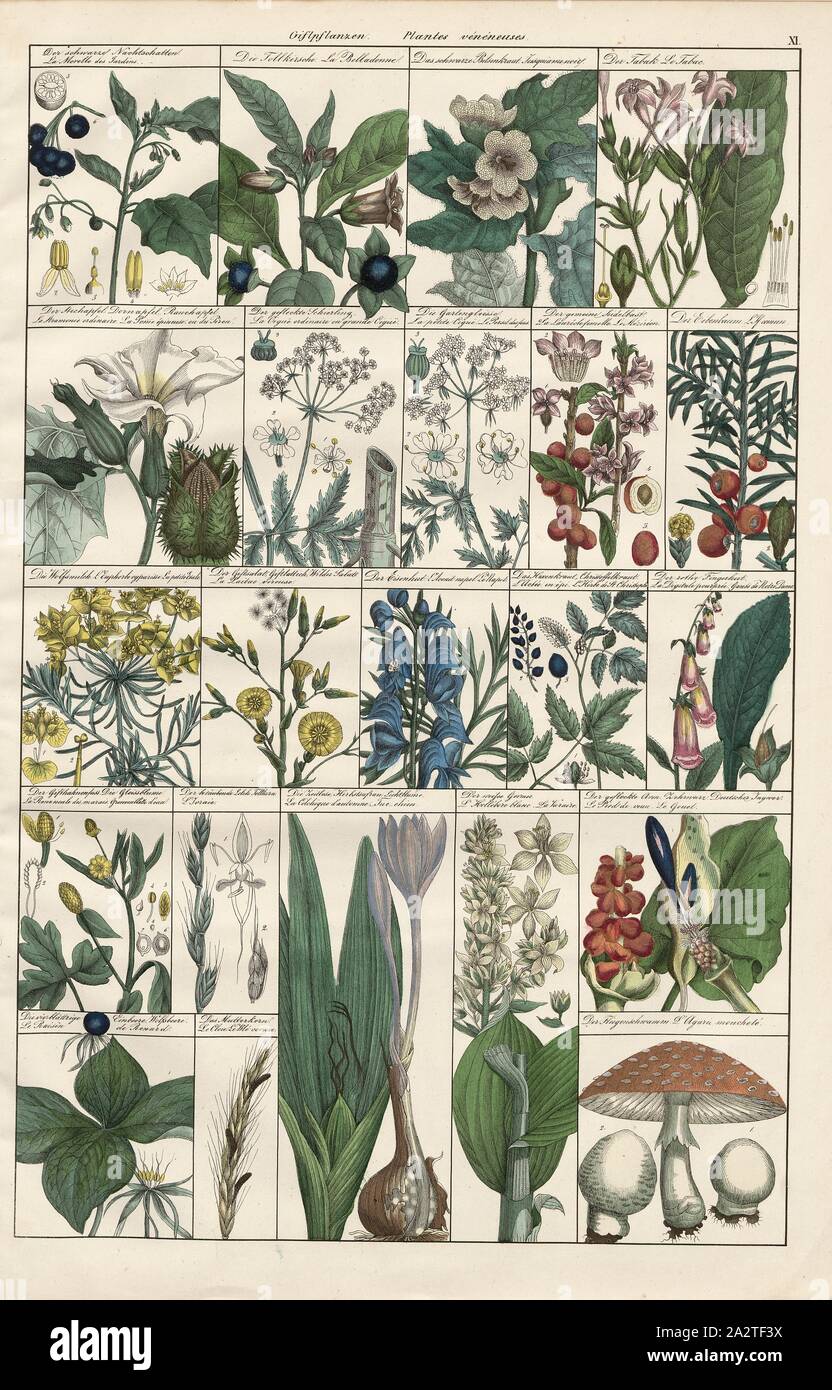 Piante velenose, varie specie di piante di veleno, TAF. XI, Heinrich Rudolf Schinz: Abbildungen aus der Naturgeschichte. Zurigo: bei Friedrich Schulthess, [1824 Foto Stock