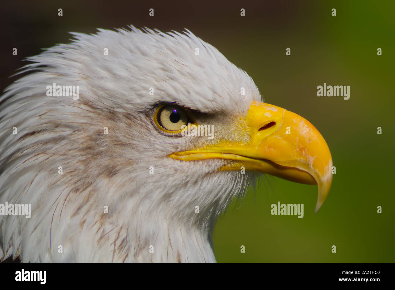 Staring American Bald Eagle Foto Stock