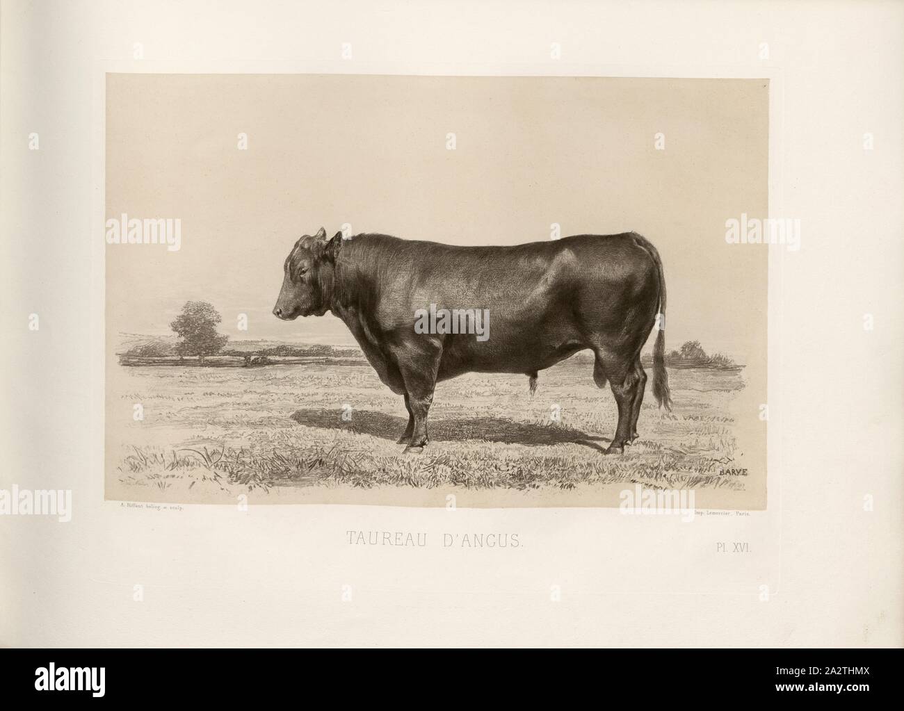 Angus bull, British razza bovina, Bull, firmato: Phot., Nadar, Barye, A. Riffaut heliog., et sculp, Pl. XVI, p. 43, Tournachon, Adrien Alban (Phot.); Barye; Riffaut, A. (Heliog. et sc.), Emile Baudement: Les razze bovini au concours universel agricole de Paris en 1856: études zootechniques. Bd. 2. Parigi: Imprimerie Impériale, MDCCCLXI [1861 Foto Stock