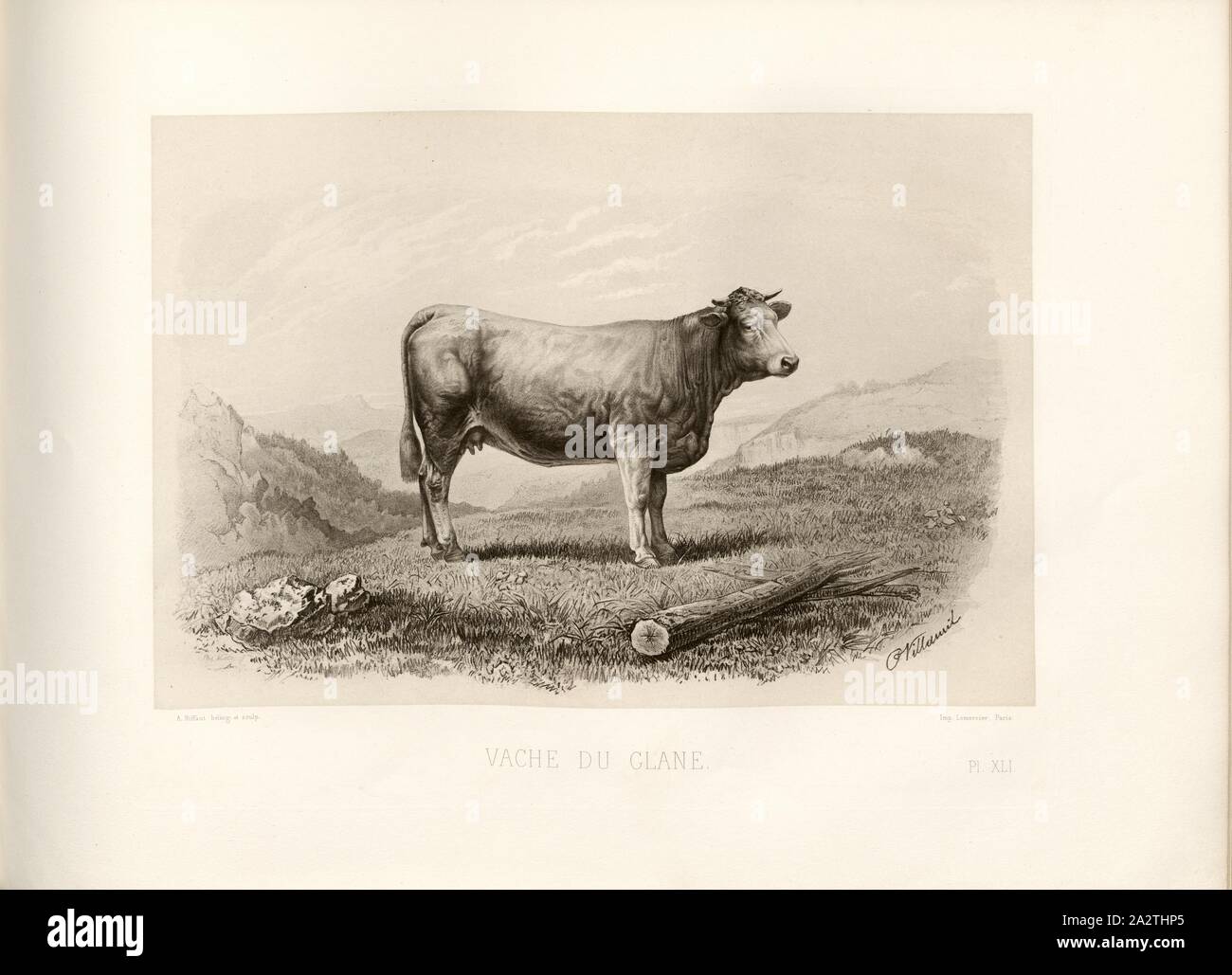 Vacca del Glane, Glanrind, mucca, firmato: Phot., Nadar, P. Villamil; A. Riffaut heliog., et sculp, Pl. XLI, p. 97, Villamil; Tournachon, Adrien Alban (Phot.); Riffaut, A. (heliog. et sc.), Emile Baudement: Les razze bovini au concours universel agricole de Paris en 1856: études zootechniques. Bd. 2. Parigi: Imprimerie Impériale, MDCCCLXI [1861 Foto Stock